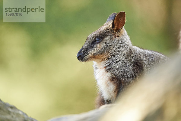 Bürstenschwanz-Felskänguru  Petrogale penicillata  Victoria  Australien