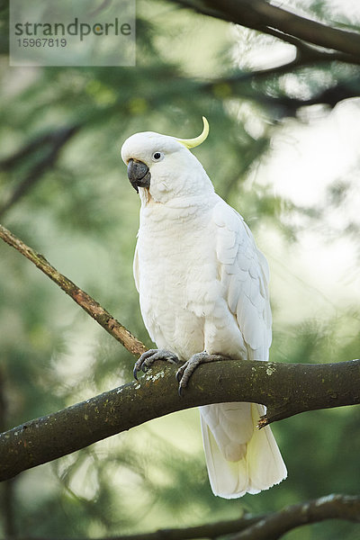 Gelbhaubenkakadu  Cacatua galerita  Dandenong-Ranges-Nationalpark  Victoria  Australien