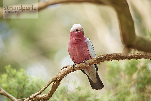 Rosakakadu  Eolophus roseicapilla  Wilsons-Promontory-Nationalpark  Victoria  Australien