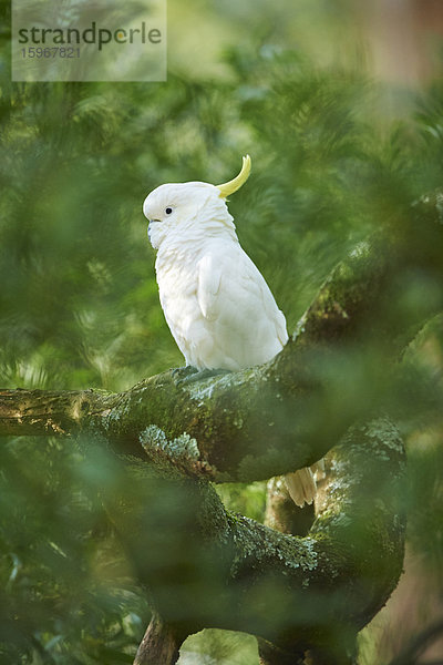 Gelbhaubenkakadu  Cacatua galerita  Dandenong-Ranges-Nationalpark  Victoria  Australien