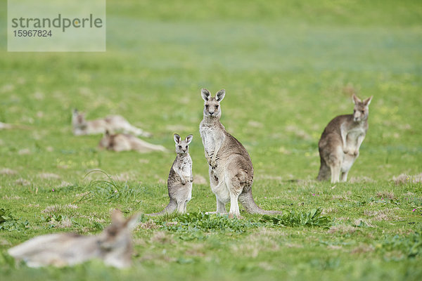 Östliches Graues Känguru  Macropus giganteus  Victoria  Austrailia