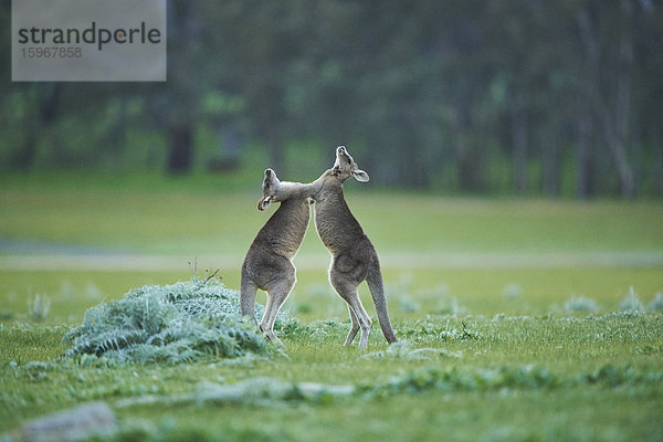 Zwei östliche graue Riesenkängurus  Macropus giganteus  Victoria  Australien