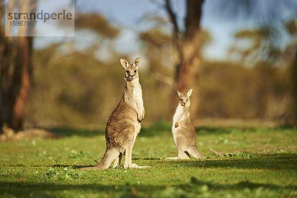 Zwei östliche graue Riesenkängurus  Macropus giganteus  Victoria  Australien