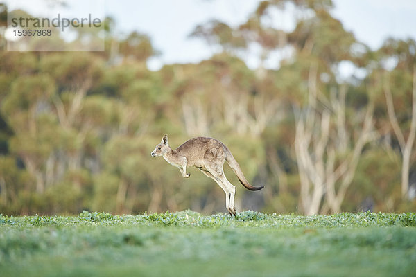 Östliches Graues Känguru  Macropus giganteus  Victoria  Australien