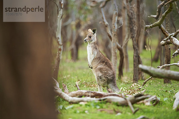 Östliches Graues Känguru  Macropus giganteus  Victoria  Australien