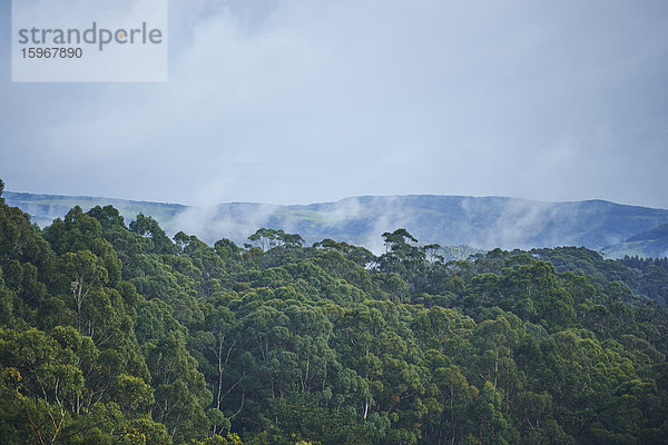 Great Otway National Park  Barwon South West  Victoria  Australien