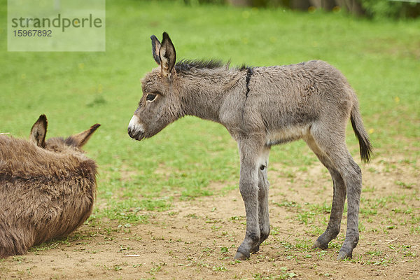 Esel  Equus asinus asinus  auf einer Wiese