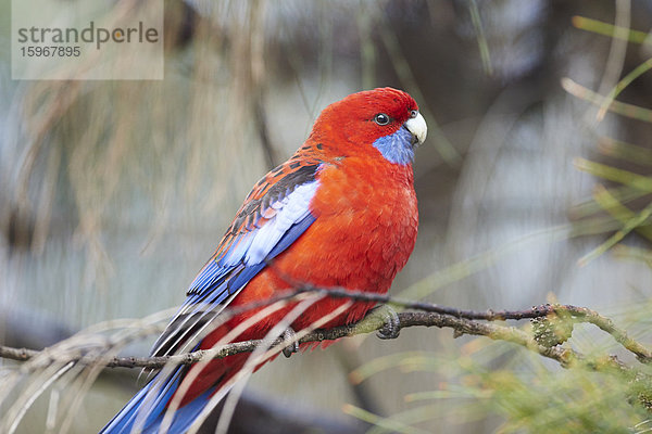 Karminrote Rosella  Platycercus elegans  Great Otway National Park  Victoria  Australien