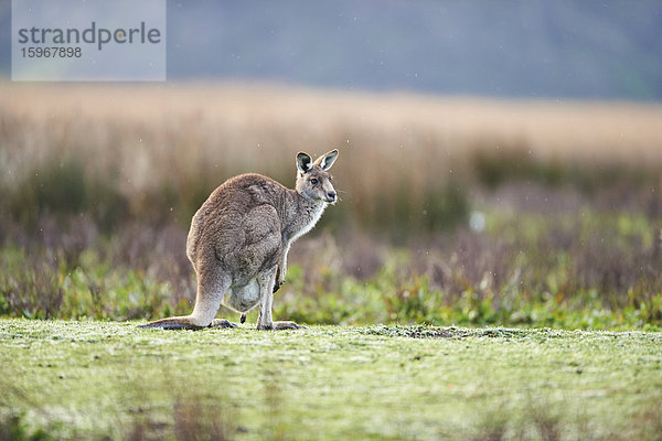 Östliches Graues Känguru  Macropus giganteus  Great Otway National Park  Victoria  Australien