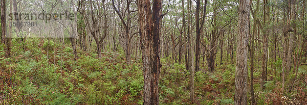 Great-Otway-Nationalpark  Barwon South West  Victoria  Australien