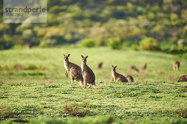 Östliches Graues Känguru  Macropus giganteus  Great Otway National Park  Victoria  Australien