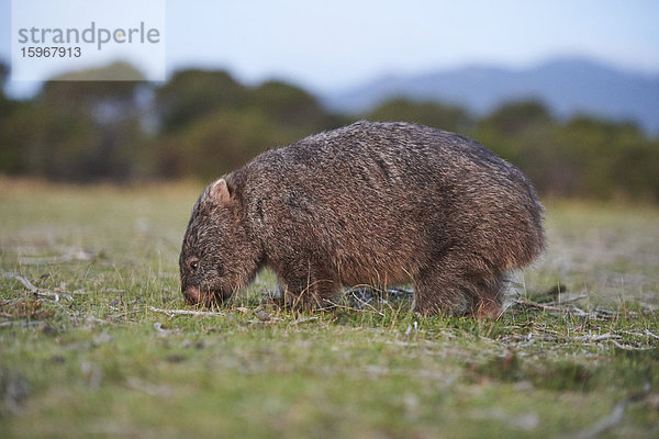 Nacktnasenwombat  Vombatus ursinus  Wilsons Promontory National Park  Victoria  Australien