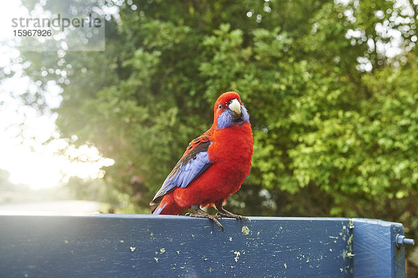 Karminrote Rosella  Platycercus elegans  O'Reilly's Rainforest  Lamington National Park  Queensland  Australien