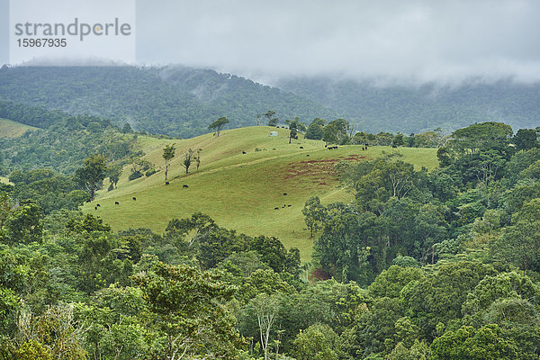 Regenwald  Queensland  Australien