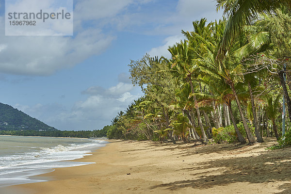 Kokosnusspalmen  Clifton Beach  Queensland  Australien