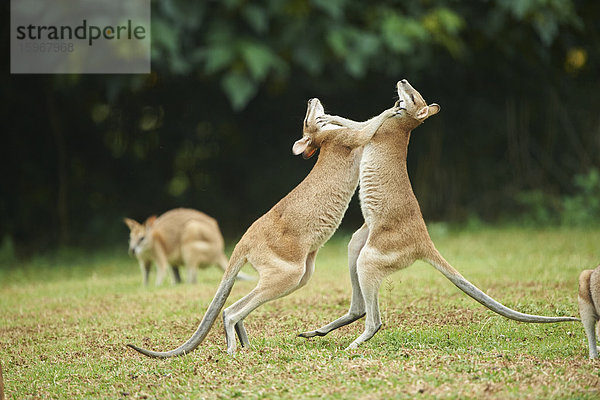 Wendige Wallabys  Macropus agilis  Queensland  Australien