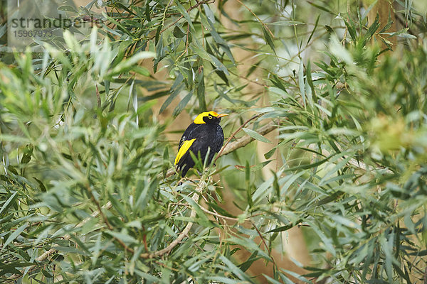 Regenbogen-Laubenvogel  Sericulus chrysocephalus  Queensland  Australien