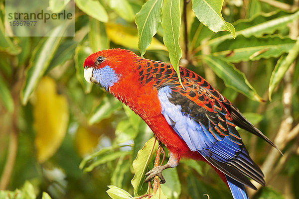 Karminrote Rosella  Platycercus elegans  O'Reilly's Rainforest  Lamington National Park  Queensland  Australien