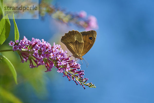 Gewöhnliche Ringeltaube  Coenonympha tullia  auf einer Blüte  Cres  Kroatien  Europa