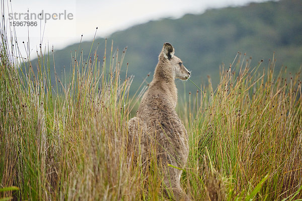 Östliches Graues Känguru  Macropus giganteus  Neusüdwales  Australien