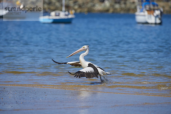 Maskenpelikan  Pelecanus conspicillatus  Neusüdwales  Australien