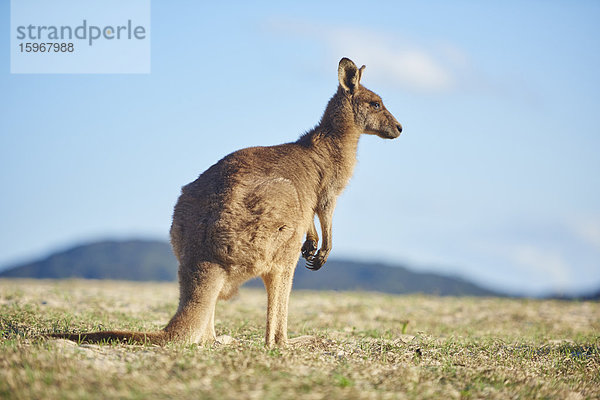 Östliches Graues Känguru  Macropus giganteus  Neusüdwales  Australien