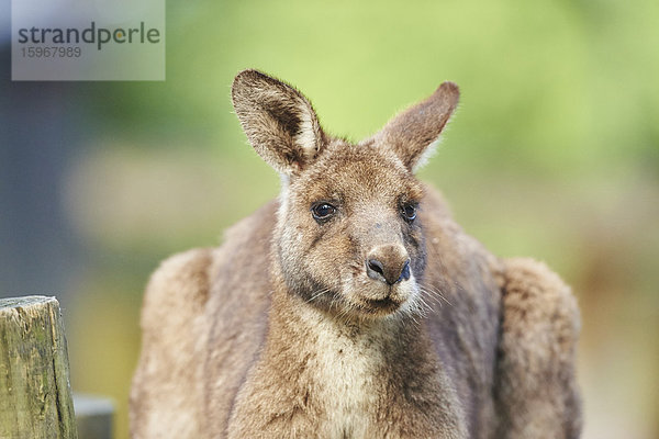 Östliches Graues Känguru  Macropus giganteus  Neusüdwales  Australien