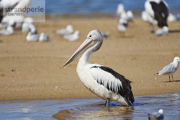 Maskenpelikan  Pelecanus conspicillatus  Neusüdwales  Australien