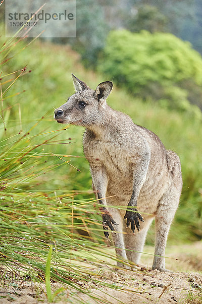 Östliches Graues Känguru  Macropus giganteus  Neusüdwales  Australien