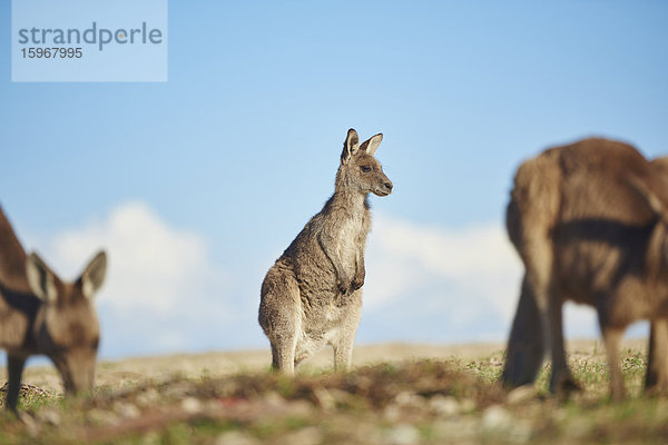 Östliches Graues Känguru  Macropus giganteus  Neusüdwales  Australien