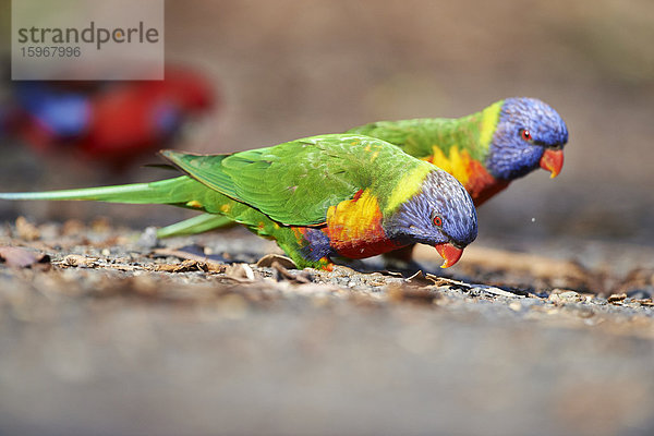 Regenbogenlori  Trichoglossus moluccanus  Victoria  Australien