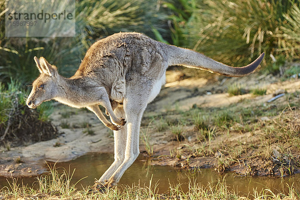 Östliches Graues Känguru  Macropus giganteus  Neusüdwales  Australien