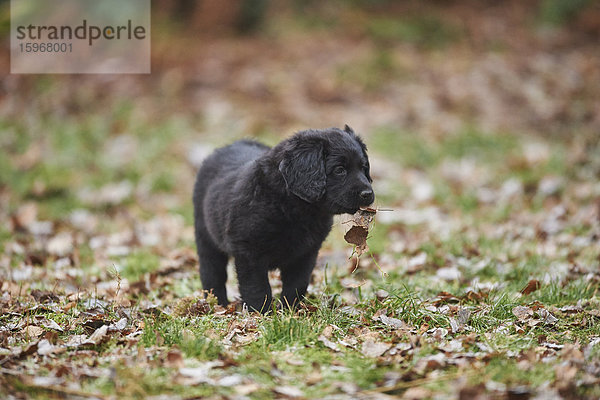 Labradoodle Welpe  Oberpfalz  Bayern  Deutschland  Europa