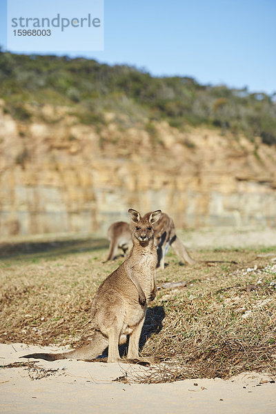 Östliches Graues Känguru  Macropus giganteus  Neusüdwales  Australien