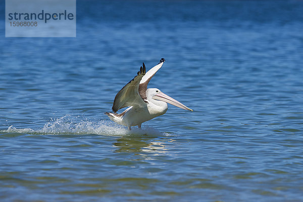 Maskenpelikan  Pelecanus conspicillatus  Neusüdwales  Australien