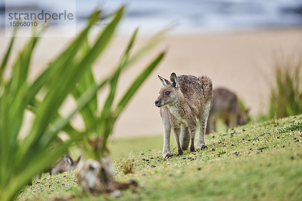 Östliches Graues Känguru  Macropus giganteus  Neusüdwales  Australien