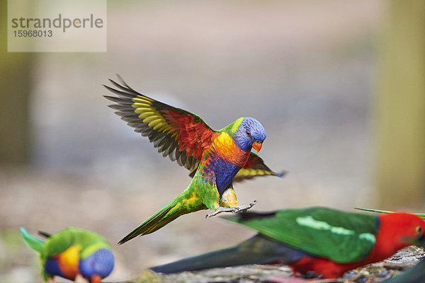 Regenbogenlori  Trichoglossus moluccanus  Victoria  Australien