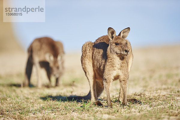 Östliches Graues Känguru  Macropus giganteus  Neusüdwales  Australien