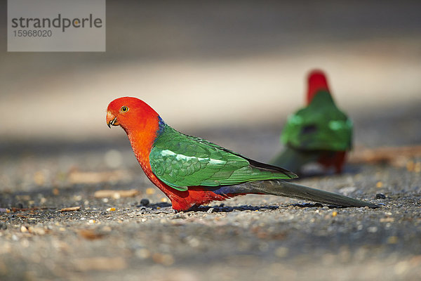 Regenbogenlori  Trichoglossus moluccanus  Victoria  Australien