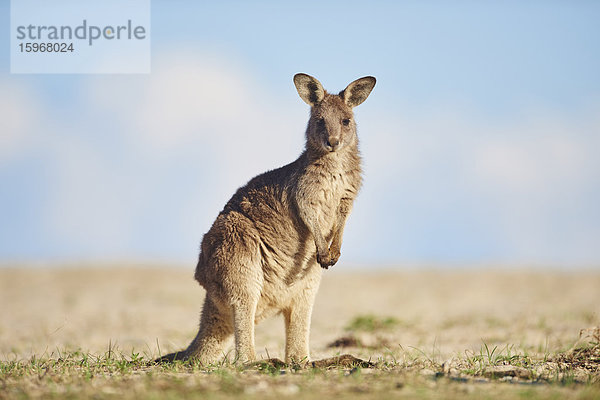 Östliches Graues Känguru  Macropus giganteus  Neusüdwales  Australien