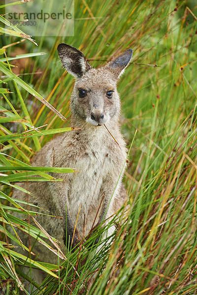 Östliches Graues Känguru  Macropus giganteus  Neusüdwales  Australien