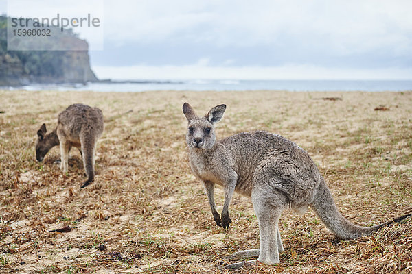 Zwei östliche graue Kängurus  Macropus giganteus  Neusüdwales  Australien