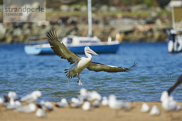 Brillenplikan  Pelecanus conspicillatus  New South Wales  Australien