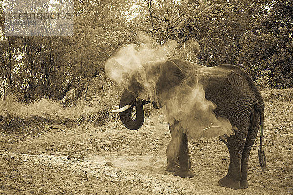Elefant  der sich mit seinem Rüssel mit Schmutz begießt.