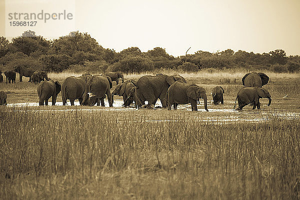 Eine Elefantenherde an einer Wasserstelle in einem Wildreservat  erwachsene Tiere und Kälber.