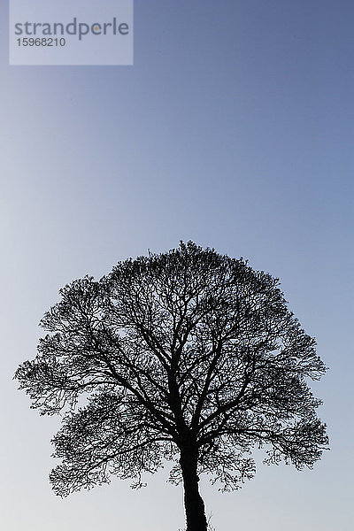 Die Silhouette eines Baumes vor einem dunklen  klaren Winterhimmel.