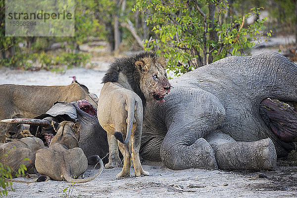 Ausgewachsene Löwen beim Fressen eines toten Elefantenkadavers in einem Wildreservat.