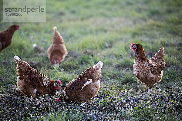 Freilandhühner im Freien im frühen Morgenlicht auf einem Biohof.