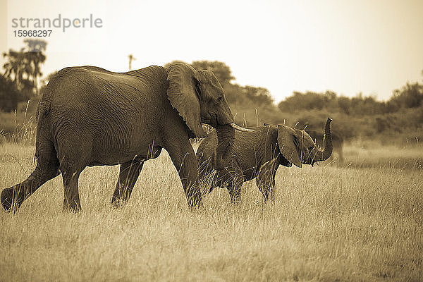 Zwei Elefanten  ein erwachsener Elefant und ein Kalb laufen durch Grasland.