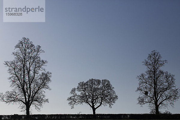 Silhouette von drei Bäumen mit unterschiedlichen Formen vor einem dunklen  klaren Winterhimmel.